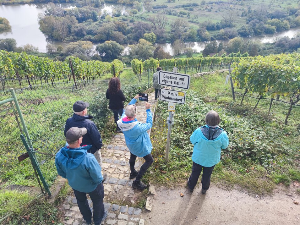 Auf der Wanderung Ein Weg führte die Wandernden durch die Weinberge hinab zum Main