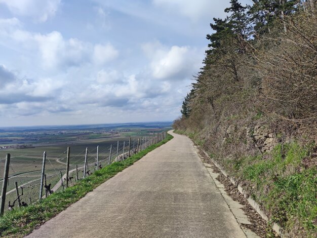 Ein sonnenbeschienener, betonierter Weg führt zwischen einem Weinberg und einem Wald sanft bergab.